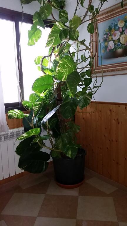 Hostal Los Rosales Алькарас Номер фото